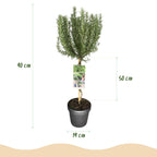Green boutiQ - Plante sur tige - Rosmarinus officinalis - Plante de terrasse - Persistant - Rustique - Fleur violette - Pot 19cm Hauteur 90cm