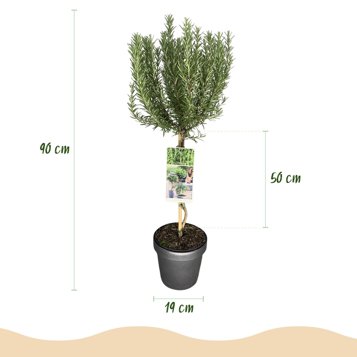 Green boutiQ - Plante sur tige - Rosmarinus officinalis - Plante de terrasse - Persistant - Rustique - Fleur violette - Pot 19cm Hauteur 90cm