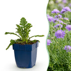 Green boutiQ - Stauden - Scabiosa col. Butterfly Blue - Tauben-Skabiose - Bienen- und Schmetterlingsmagnet - Lila - 24 Pflanzen - Topf 11cm - Höhe 15-25cm