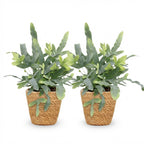 Green boutiQ - Zimmerpflanze - Phlebodium aureum Blue Star - Blaublattfarn - Haustierfreundliche Pflanze - Blau - 2 Pflanzen - mit Korb - Topf 12 cm - Höhe 25 cm