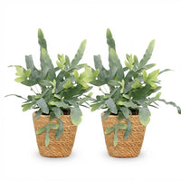 Green boutiQ - Kamerplant - Phlebodium aureum Blue Star - Blauwe Varen - Huisdiervriendelijke Plant - Blauw - 2 Planten - met Mand - Pot 12cm - Hoogte 25cm