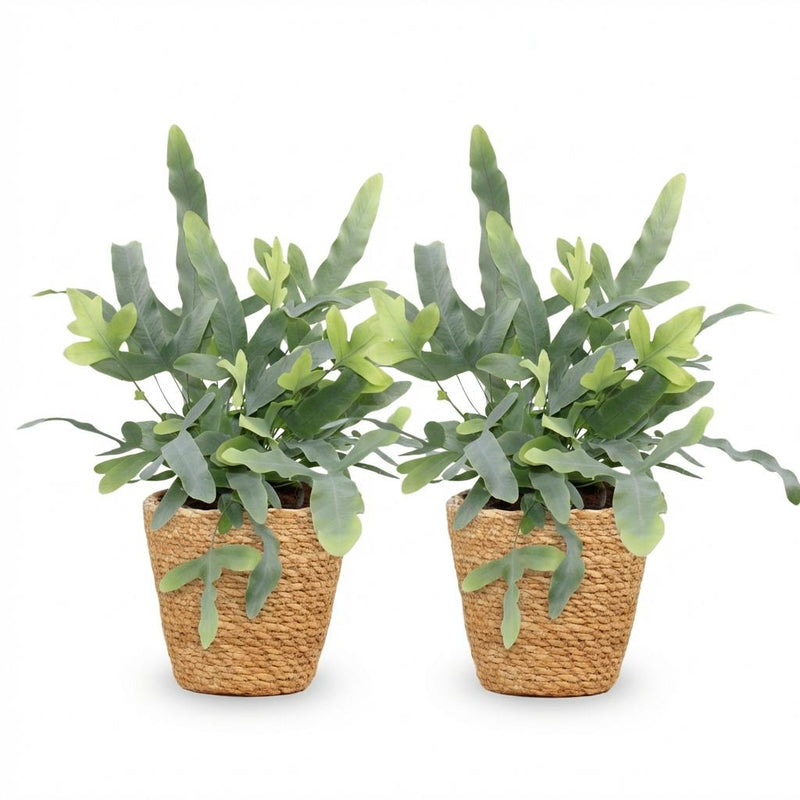 Green boutiQ - Kamerplant - Phlebodium aureum Blue Star - Blauwe Varen - Huisdiervriendelijke Plant - Blauw - 2 Planten - met Mand - Pot 12cm - Hoogte 25cm