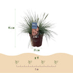 Green boutiQ - Graminées ornementales - Festuca glauca Intense Blue - Bleu - 2 Plantes - Persistant - Peu d'entretien - Pot 17cm Hauteur 50cm