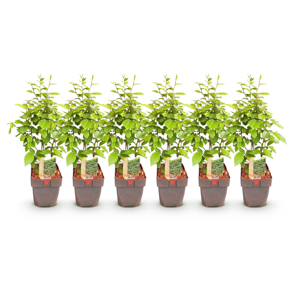 Green boutiQ - Haies - Carpinus betulus - feuillage vert - 6 plantes - 1 mètre linéaire - caduc - pot 17 cm hauteur 55 cm