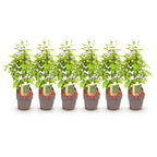 Green boutiQ - Haies - Carpinus betulus - feuillage vert - 6 plantes - 1 mètre linéaire - caduc - pot 17 cm hauteur 55 cm