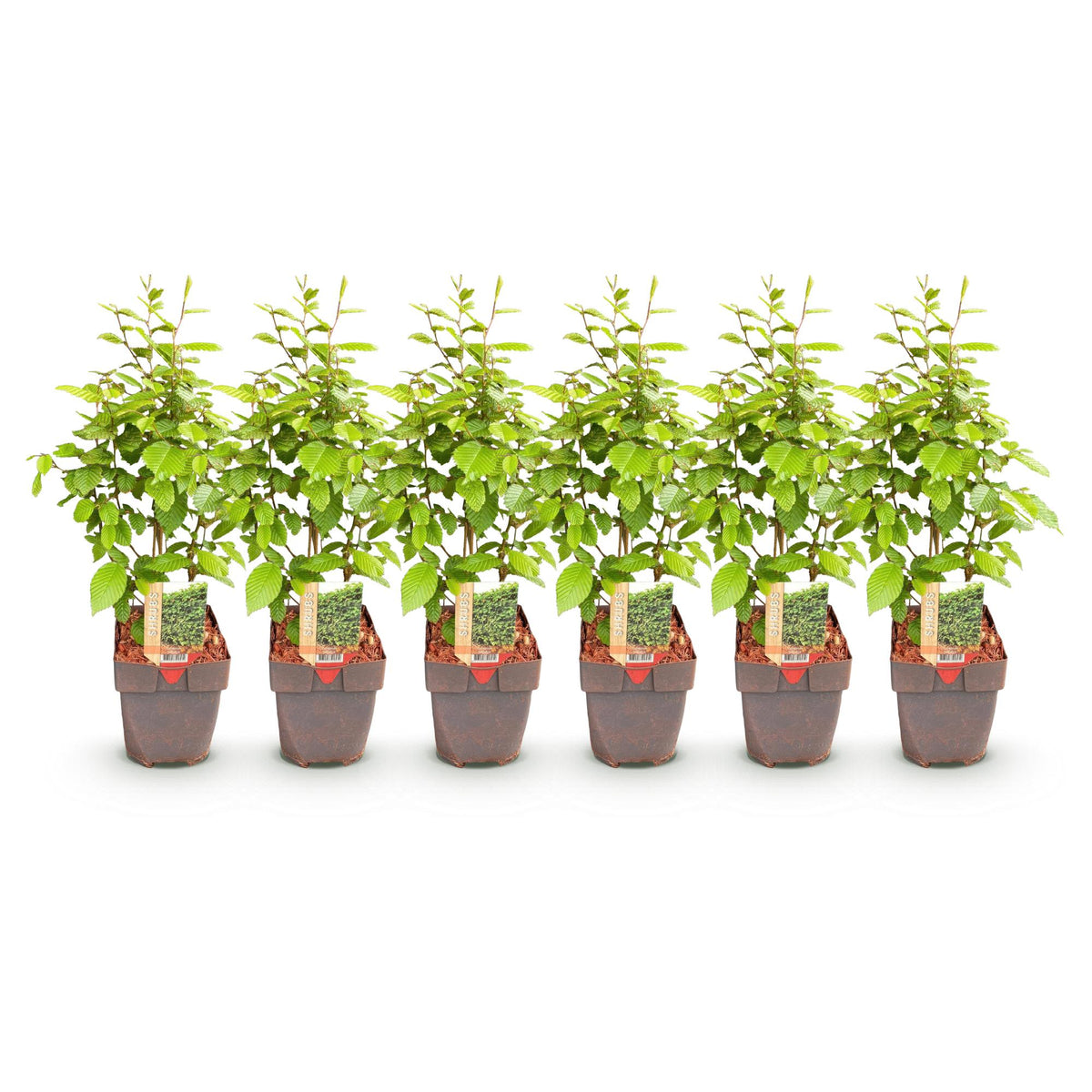 Green boutiQ - Haies - Carpinus betulus - feuillage vert - 6 plantes - 1 mètre linéaire - caduc - pot 17 cm hauteur 55 cm