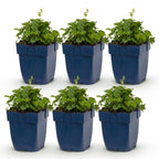 Green boutiQ - Stauden - Campanula portenschlagiana Tricolour - Dalmatiner-Glockenblume - Bodendeckend - Violett - Rosa - Weiß - 6 Pflanzen - Topf 11cm - Höhe 15-25cm