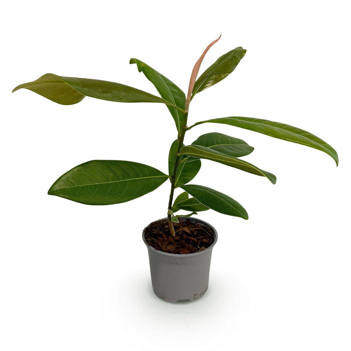 Green boutiQ - Plante d'extérieur - Magnolia grandiflora - Fleur blanche - 1 plante - Persistant - Peu d'entretien - Pot 12 cm Hauteur 30 cm