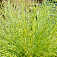 Green boutiQ - Siergrassen - Festuca glauca Golden Toupee - Geel - 2 Planten - Bladhoudend - Weinig Onderhoud - Pot 17cm Hoogte 50cm
