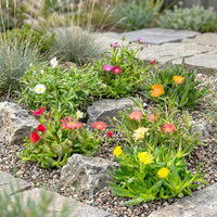 6x - Delosperma mix - Ø7cm - ↕10-12cm