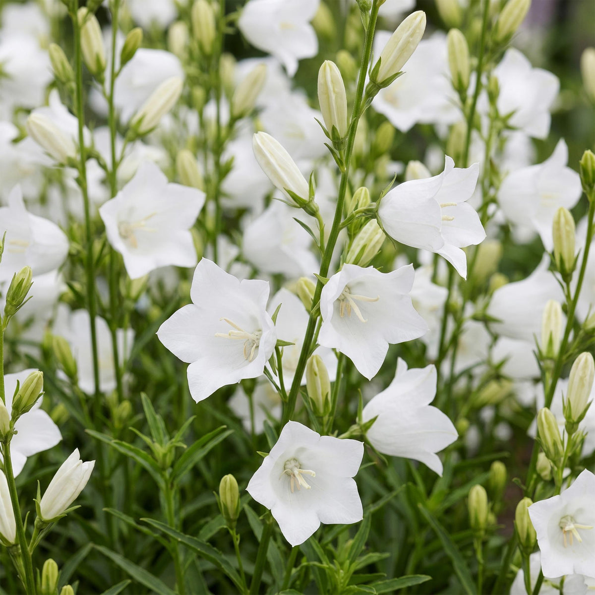 Green boutiQ - Plante vivace - Campanula pers. Alba - Campanule à feuilles de pêcher - Attire les abeilles et les papillons - Blanc - 1 plante - Pot 11 cm - Hauteur 15-25 cm