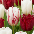 60x Tulipa Dutch Design - Tulp Dutch Design - Roze en Wit - Voorjaarsbloeier - Bolmaat 11/12