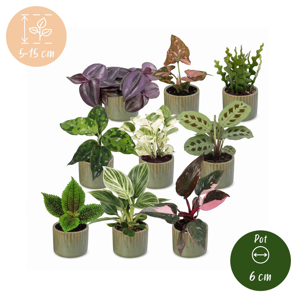 9x Baby Plants Surprise Box - Baby Plants Surprise Box - Various colours - Tropical - incl. Linnea Olive - Ø6cm - ↕5-15cm