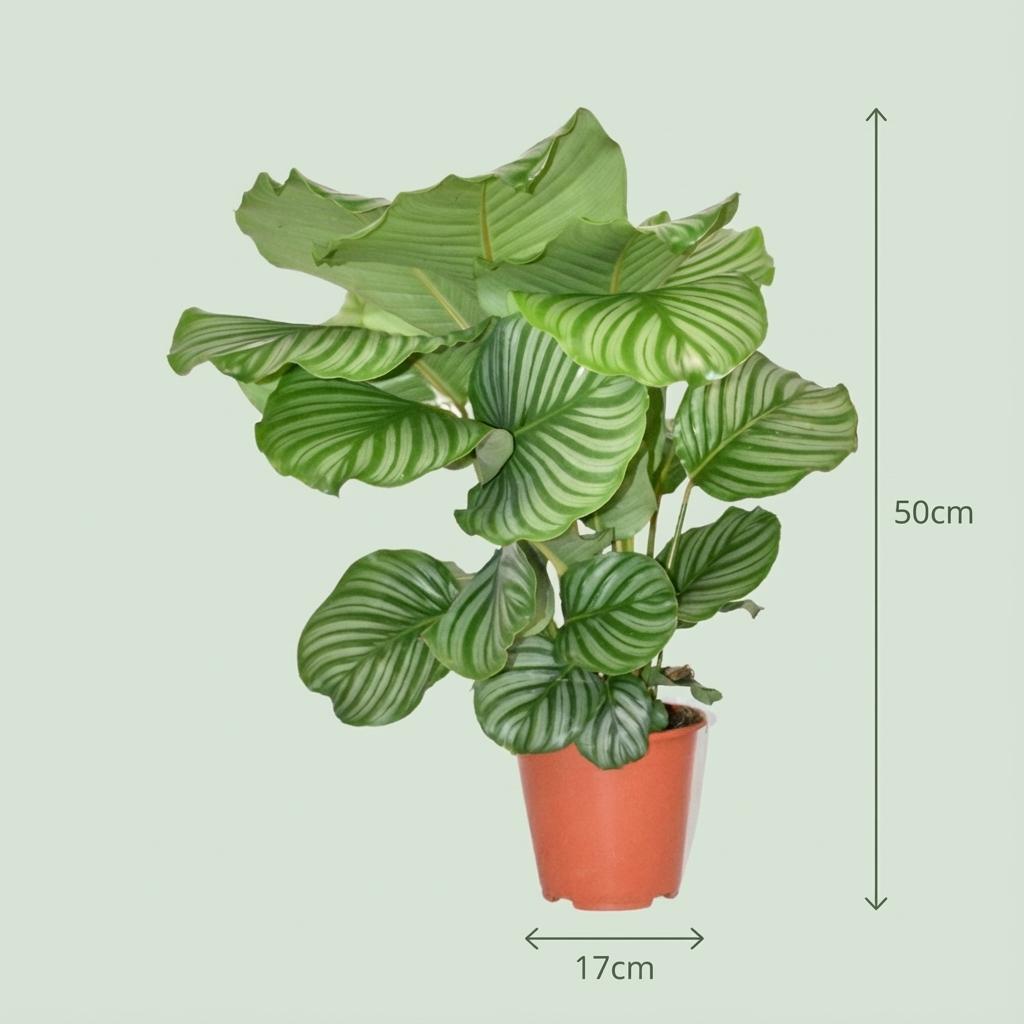 Calathea Orbifolia - Ø 19 cm - Hauteur : 60 cm