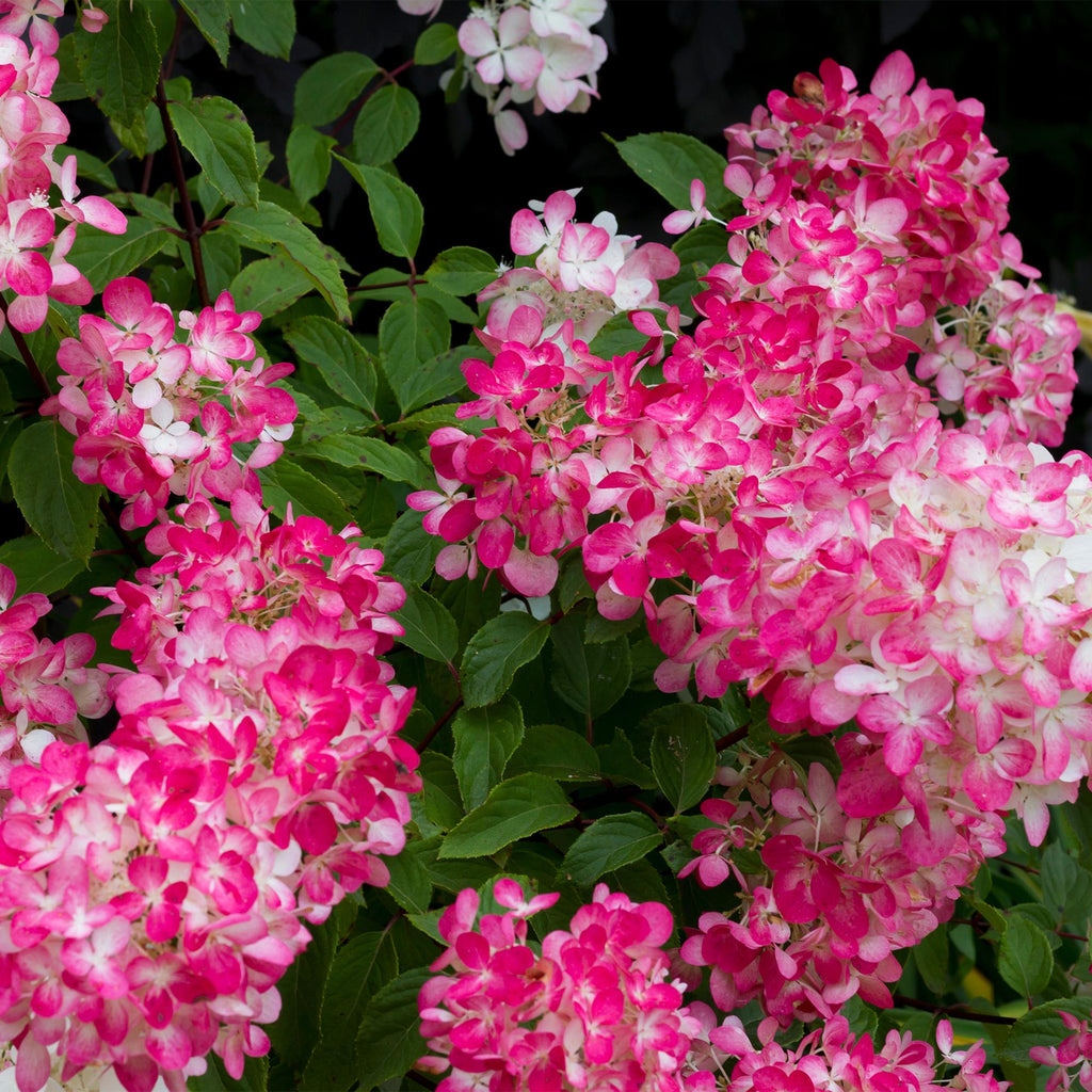Green boutiQ - Hydrangea paniculata Pink Diamond - Fleurs blanches et roses - 1 plante - Caduc - Grandes fleurs - Pot 17cm Hauteur 50cm