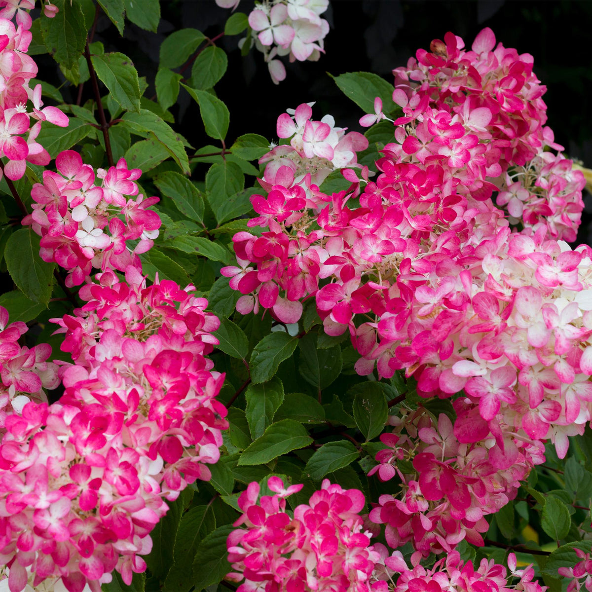 Green boutiQ - Hydrangea paniculata Pink Diamond - Fleurs blanches et roses - 1 plante - Caduc - Grandes fleurs - Pot 17cm Hauteur 50cm