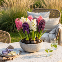 Green boutiQ - Bloembollen - Hyacinth Pastel mix - Diversen Pastel Kleuren - 10 stuks - Bolmaat 14/15 - XXL Pack