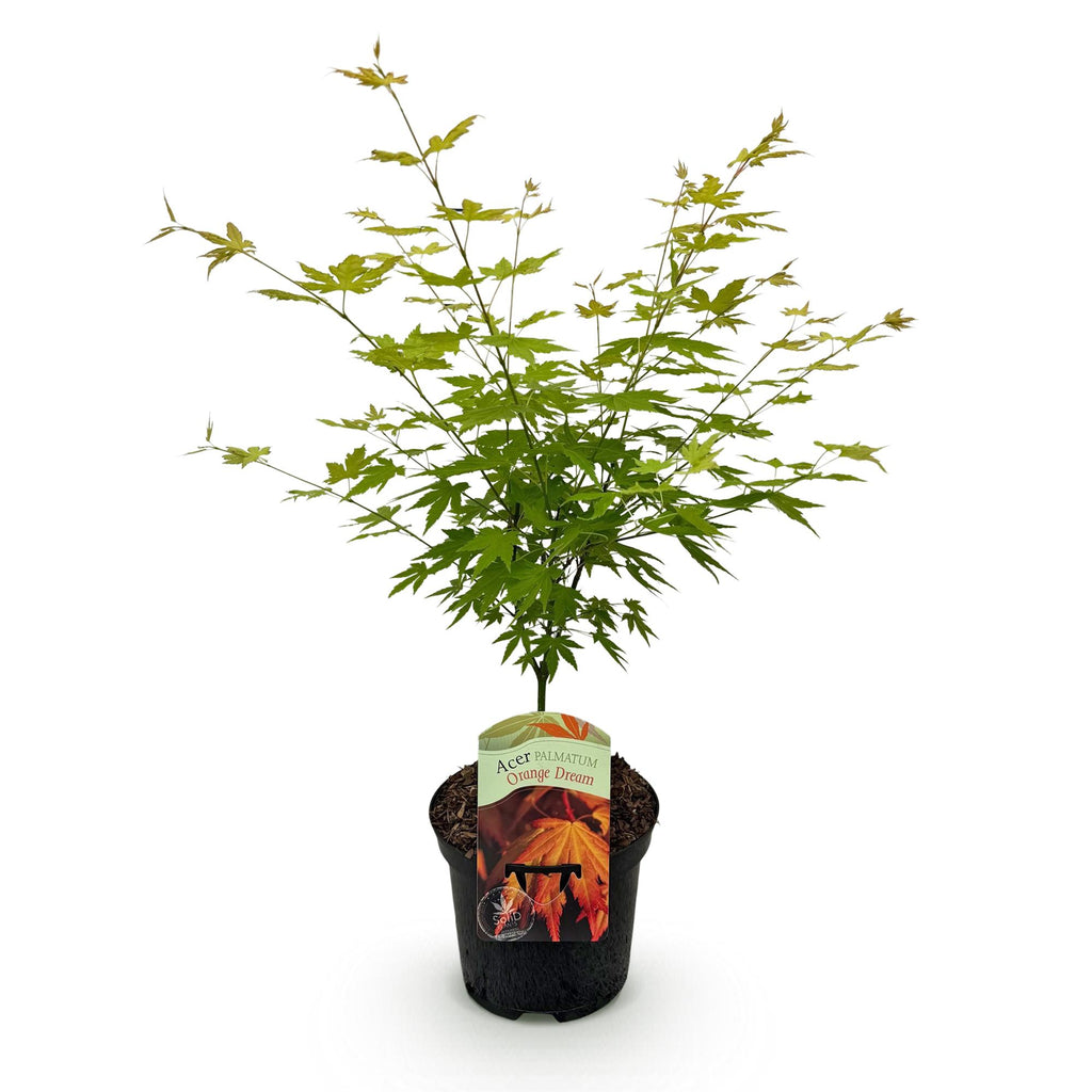 Green boutiQ - Plante de terrasse - Érable du Japon - Acer palmatum Orange Dream - Orange - 1 plante - Caduc - Pot 19 cm, hauteur 70 cm