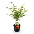 Green boutiQ - Plante de terrasse - Érable du Japon - Acer palmatum Orange Dream - Orange - 1 plante - Caduc - Pot 19 cm, hauteur 70 cm