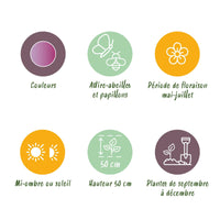 Green boutiQ - Bloembollen - Allium Christophii - Kleur Paars - 15 stuks - Bolmaat 10/2 - XXL Pack