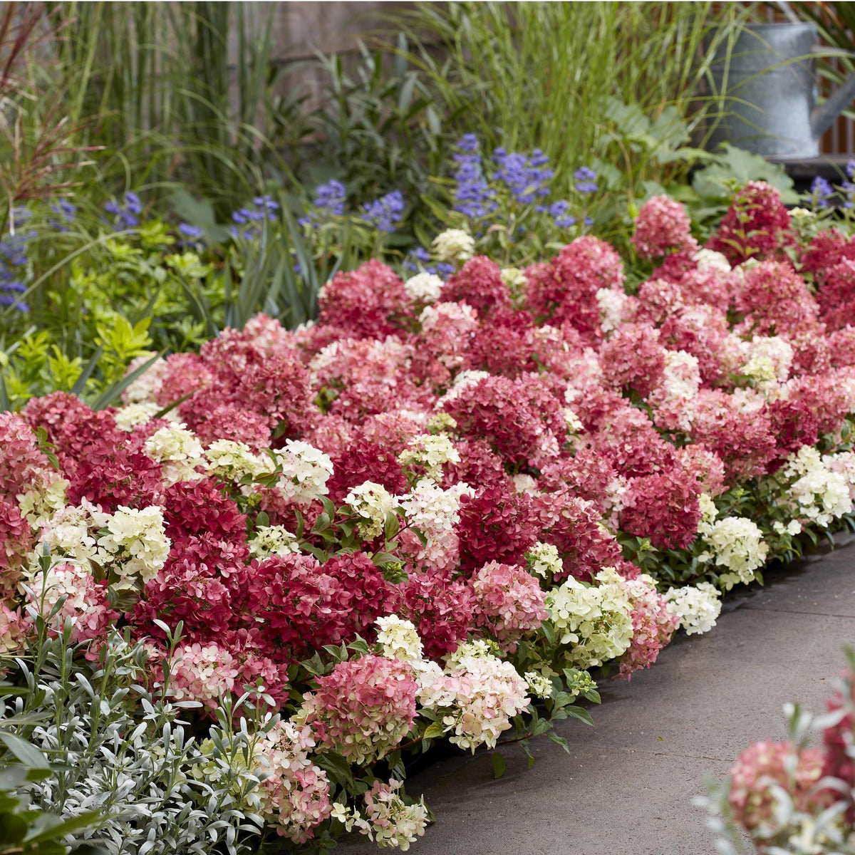 Green boutiQ - Tuinplant - Hydrangea panniculata Groundbreaker Ruby - Pluimhortensia - Winterhard - Rood - 2 Planten - Pot 14cm -Hoogte 20-25cm
