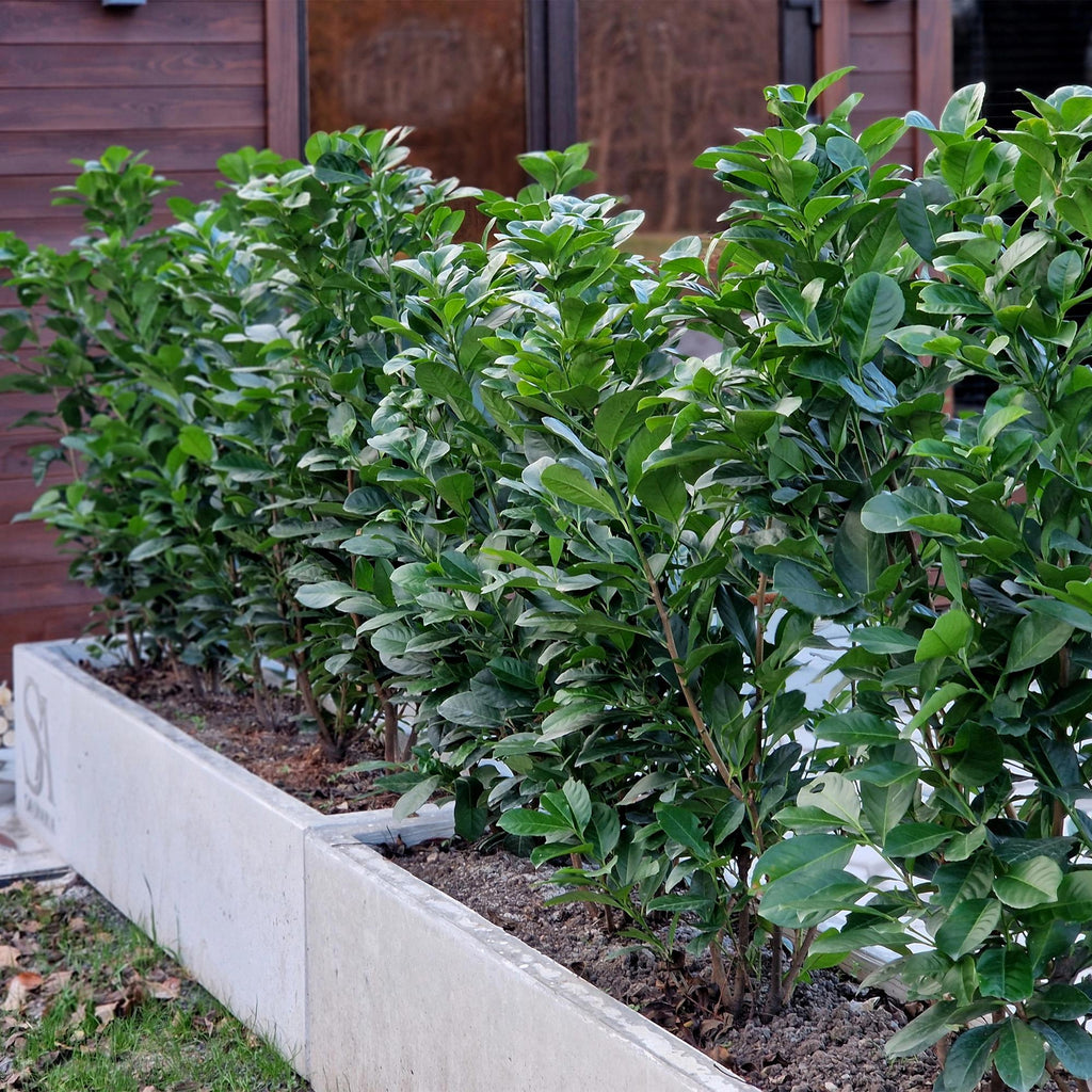 Green boutiQ - Heckenpflanzen - Prunus laurocerasus Etna - Blatt grün - 6 Pflanzen - 1 laufender Meter - immergrün - Topf 17 cm Höhe 50 cm