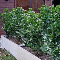 Green boutiQ - Haagplanten - Prunus laurocerasus Etna - blad groen - 6 planten - 1 strekkende meter - groenblijvend - pot 17cm hoogte 50cm