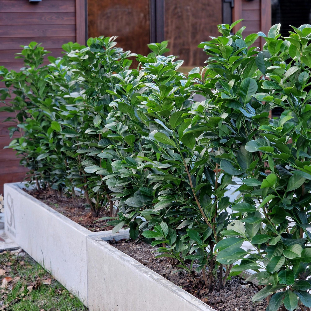 Green boutiQ - Heckenpflanzen - Prunus laurocerasus Etna - Blatt grün - 6 Pflanzen - 1 laufender Meter - immergrün - Topf 17 cm Höhe 50 cm