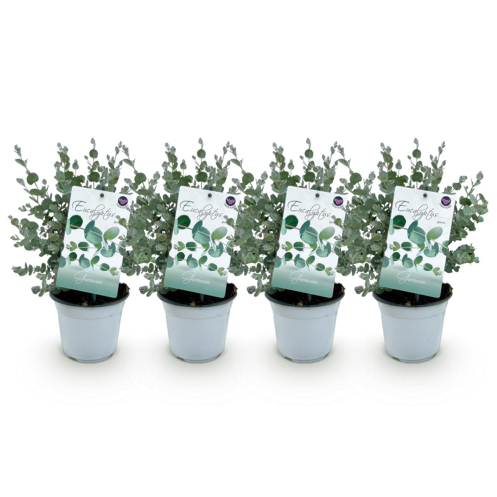 Green boutiQ - Plante de terrasse - Eucalyptus - Eucalyptus gunnii - Gris - 4 plantes - Rustique - Pot 14 cm Hauteur 30 cm