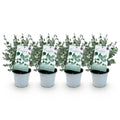 Green boutiQ - Plante de terrasse - Eucalyptus - Eucalyptus gunnii - Gris - 4 plantes - Rustique - Pot 14 cm Hauteur 30 cm
