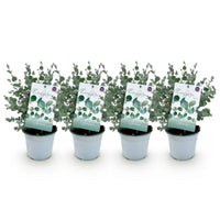 Green boutiQ - Terrasplant - Eucalyptus boom - Eucalyptus gunni  - Grijs - 4 Planten - Winterhard - Pot 14cm Hoogte 30cm