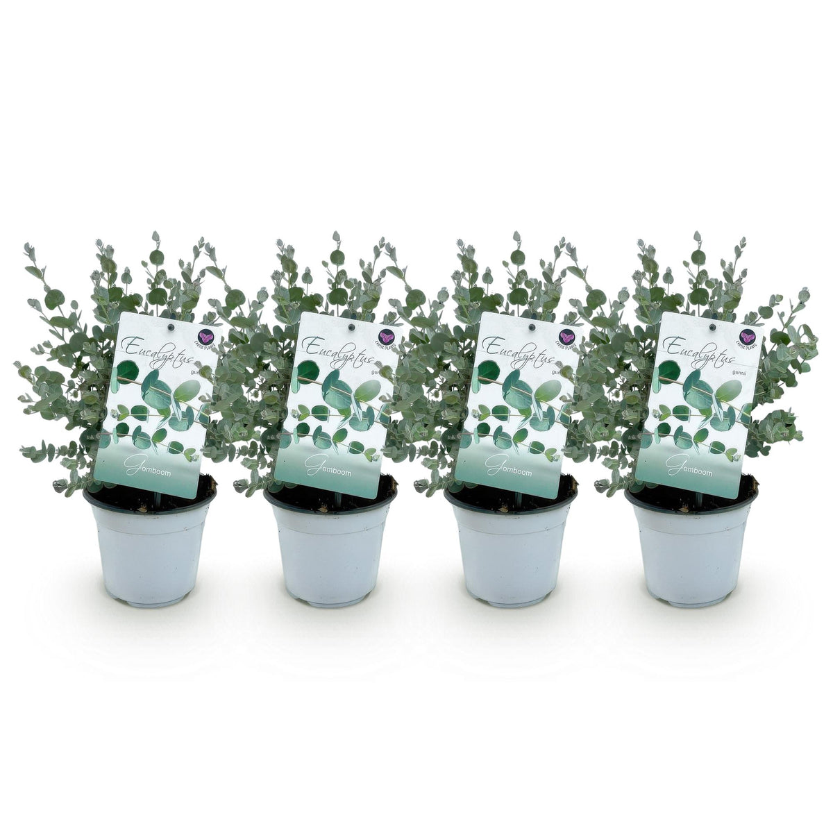 Green boutiQ - Plante de terrasse - Eucalyptus - Eucalyptus gunnii - Gris - 4 plantes - Rustique - Pot 14 cm Hauteur 30 cm