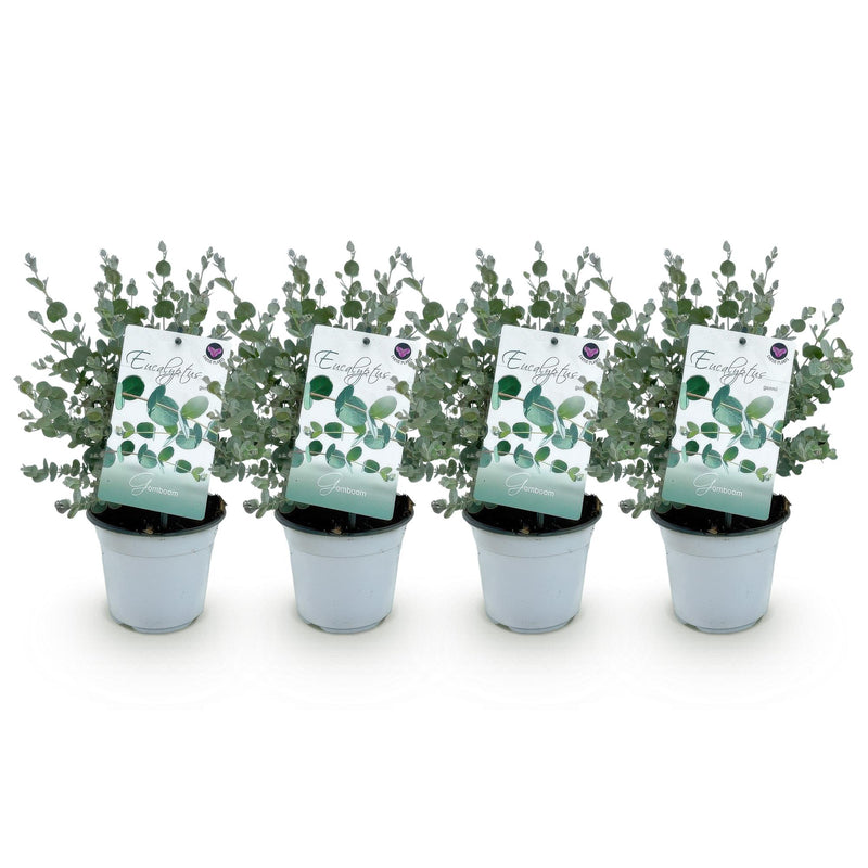 Green boutiQ - Terrasplant - Eucalyptus boom - Eucalyptus gunni  - Grijs - 4 Planten - Winterhard - Pot 14cm Hoogte 30cm