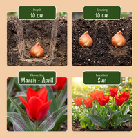 30x Tulipa Greigii Red - Greigii-tulp - Rood - Voorjaarsbloeier - Bolmaat 11/12