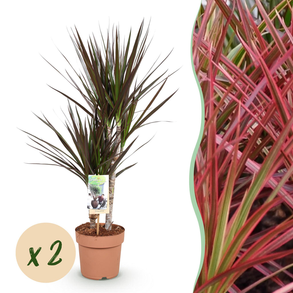 Green BoutiQ - Le vert, c'est... Plantes d'intérieur - Dracaena Magenta - Dragonnier - Peu d'entretien - Vert - 2 Plantes - Pot 17cm - Hauteur 70-80cm
