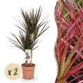 Green BoutiQ - Le vert, c'est... Plantes d'intérieur - Dracaena Magenta - Dragonnier - Peu d'entretien - Vert - 2 Plantes - Pot 17cm - Hauteur 70-80cm