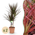 Green BoutiQ - Le vert, c'est... Plantes d'intérieur - Dracaena Magenta - Dragonnier - Peu d'entretien - Vert - 2 Plantes - Pot 17cm - Hauteur 70-80cm