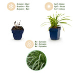 Green boutiQ - Gräser - Carex morrowii Ice Dance - Japan-Segge - Immergrün - Cremeweiß-Grün - 12 Pflanzen - Topf 11cm - Höhe 15-25cm