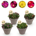 Green boutiQ - Couvre-sol - Rustique - Delosperma - 8 Plantes - Couleurs Rouge - Jaune - Violet - Rose - Peu d'entretien - Pot 14 Hauteur 17