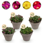 Green boutiQ - Couvre-sol - Rustique - Delosperma - 8 Plantes - Couleurs Rouge - Jaune - Violet - Rose - Peu d'entretien - Pot 14 Hauteur 17
