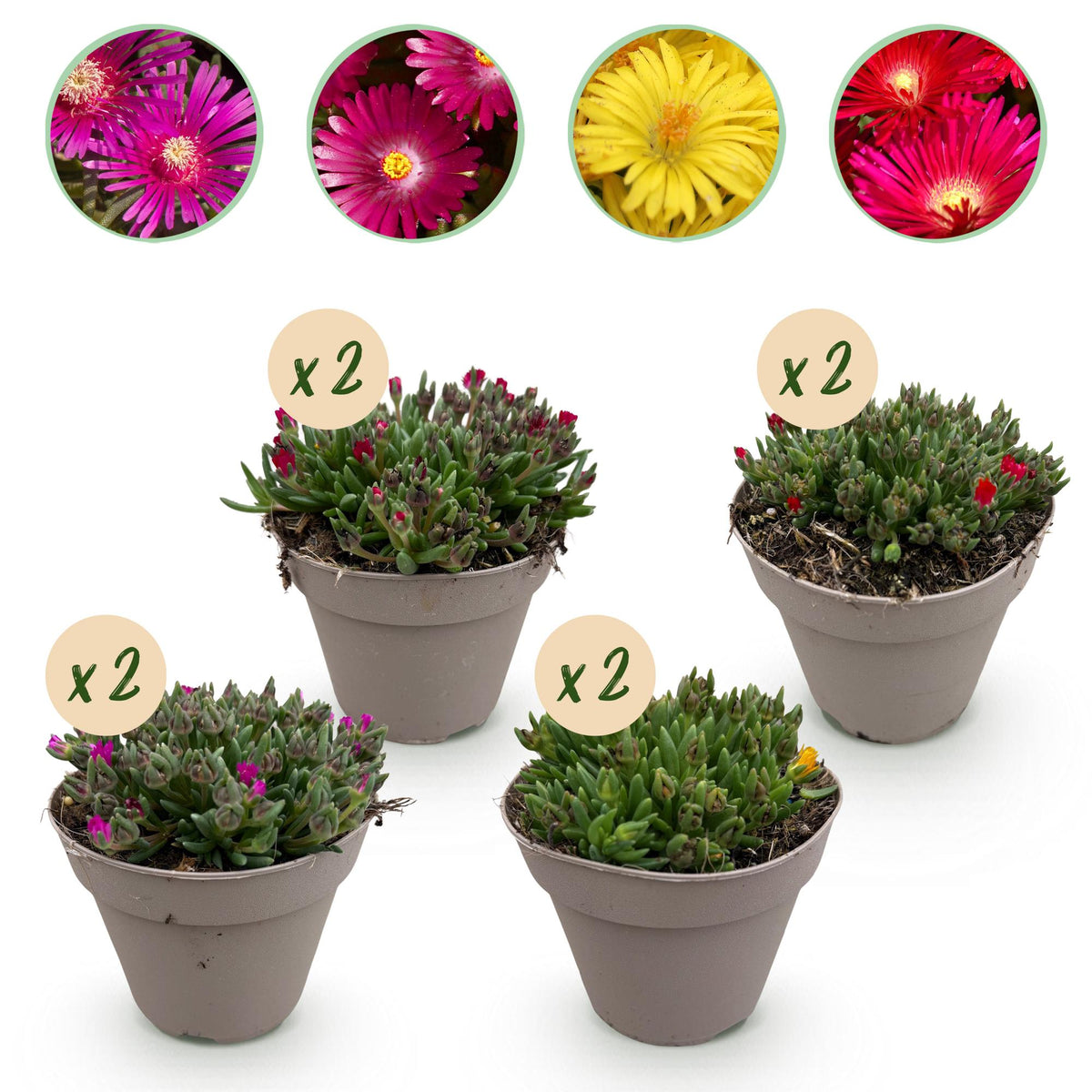 Green boutiQ - Couvre-sol - Rustique - Delosperma - 8 Plantes - Couleurs Rouge - Jaune - Violet - Rose - Peu d'entretien - Pot 14 Hauteur 17