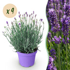 Green boutiQ - Plante de jardin - Lavandula angustifolia Munstead - Lavande - Rustique - Violet - 9 Plantes - Pot 12cm - Hauteur 15-25cm
