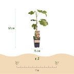 Green boutiQ - Plante fruitière - Ficus carica Brown Turkey - Figuier - Rustique - Vert - Fruit violet - 2 plantes - Pot 15cm - Hauteur 50cm