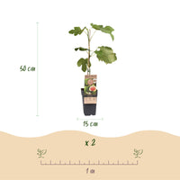 Green boutiQ - Fruitplant - Ficus carica Brown Turkey - Vijgenboom - Winterhard - Groen - Paarse Vrucht - 2 Planten - Pot 15cm - Hoogte 50cm