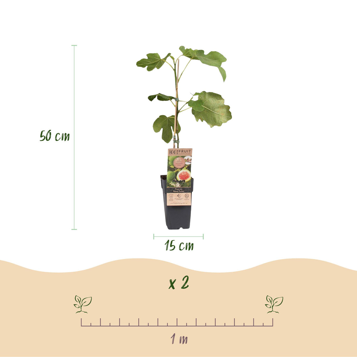 Green boutiQ - Plante fruitière - Ficus carica Brown Turkey - Figuier - Rustique - Vert - Fruit violet - 2 plantes - Pot 15cm - Hauteur 50cm