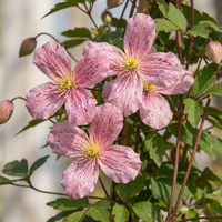 2x Clematis mont. 'Marjorie' - Mountain clematis 'Marjorie' - Pink - Climber - Ø9cm - ↕35cm