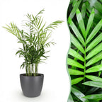 Green boutiQ - Zimmerpflanze - Chamaedorea elegans - Bergpalme - Haustierfreundliche Pflanze - Grün - 1 Pflanze - mit Topf Grau - Topf 12cm - Höhe 15cm