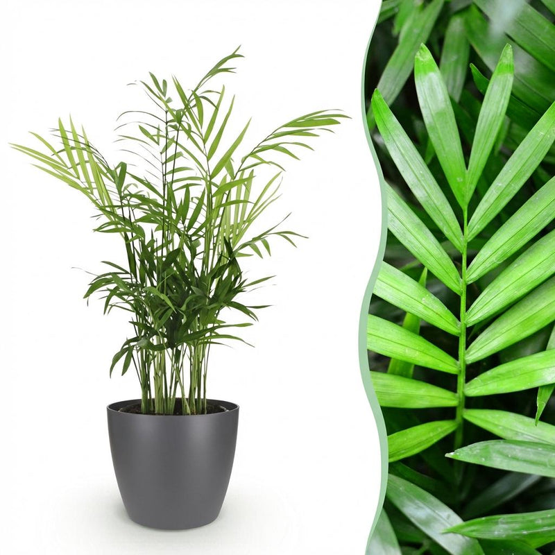 Green boutiQ - Kamerplant - Chamaedorea elegans - Goudpalm - Huisdiervriendelijke Plant - Groen - 1 Plant - met Potter Grijs - Pot 12cm - Hoogte 15cm