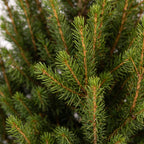 4x Picea glauca Conica - Dwarf Alberta Spruce - Green - Christmas tree - incl. zinc pot - Ø17cm - ↕65cm
