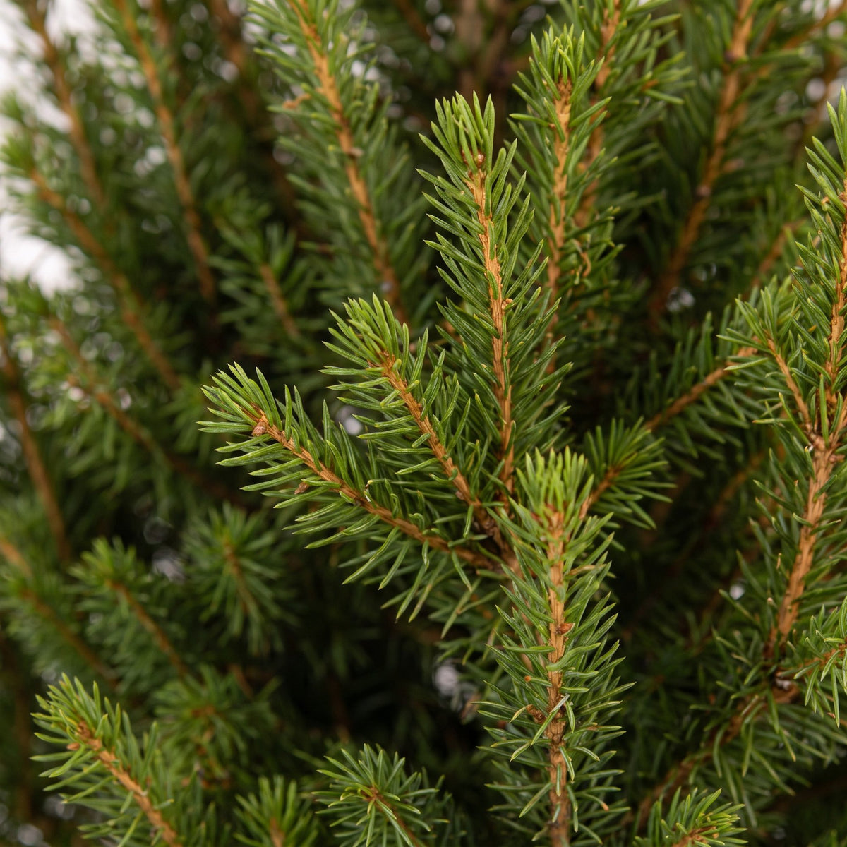 4x Picea glauca Conica - Dwarf Alberta Spruce - Green - Christmas tree - incl. zinc pot - Ø17cm - ↕65cm